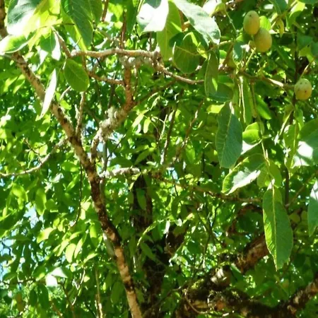 Ferienhaus Maison De Le Tilleul *