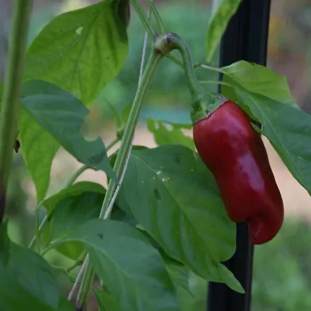 Maison De Le Tilleul *