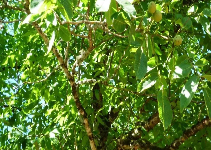 بيت للعطل Maison De Le Tilleul *