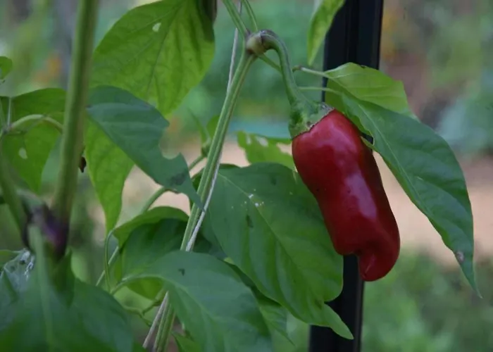 Maison De Le Tilleul *